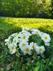 Fleur rouge Mystilyé