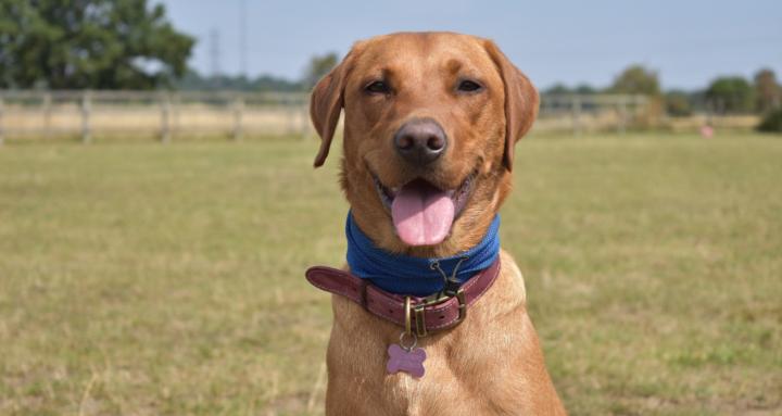 Abbietails Online Training