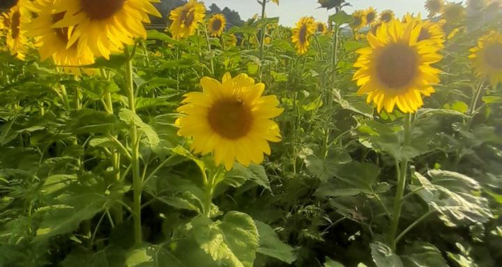 Embodied Living Community