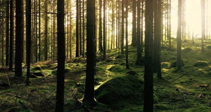 Bareland Investing (FREE)