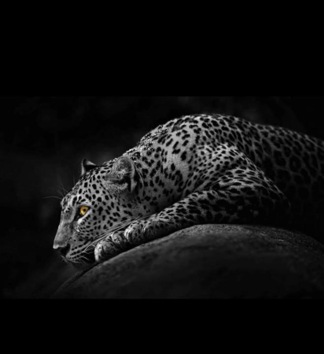 Safaa Digital