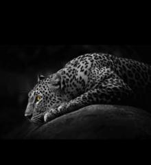 Safaa Digital