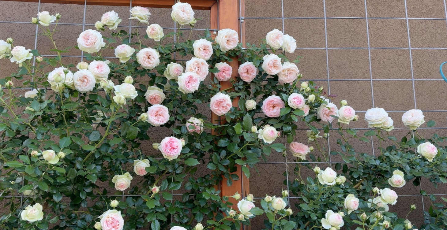 Everything Roses