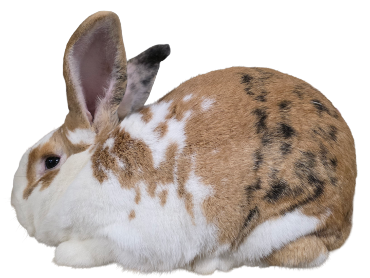 Senita Buck,   Jake PGCR1