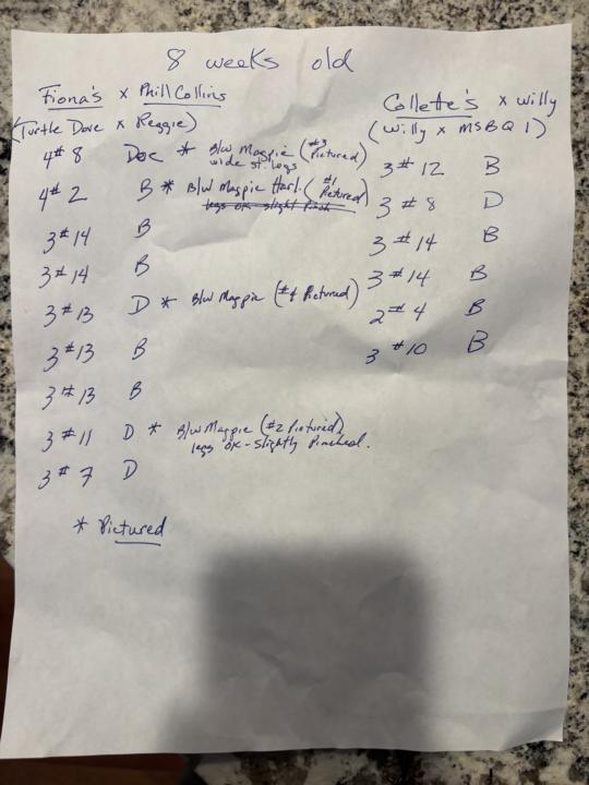 8 week weights
