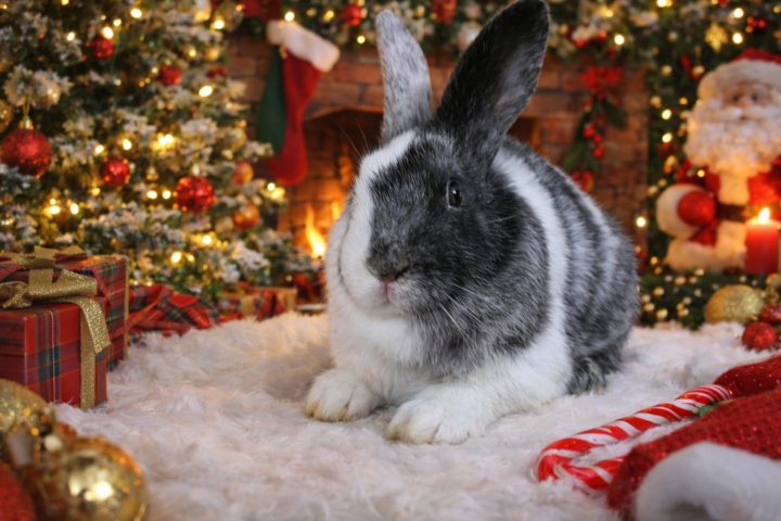 From all of us at MMC Farmstead, we’re wishing everyone a peaceful, cozy, and joyful holiday season.