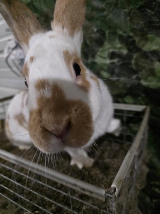 HP X Phill Collins Buck 