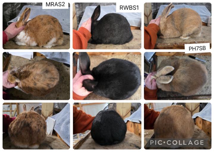 I have 3 ,trios of Senita Available 