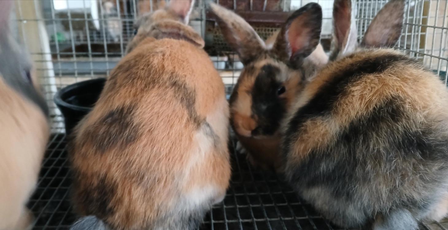 Reviews  of Research Papers and Articles