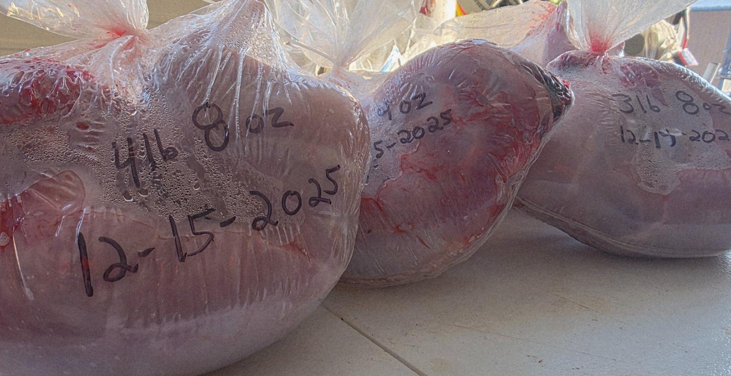 PROCESSING  VIDEOS, MEAT & HIDES