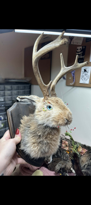 Taxidermy 