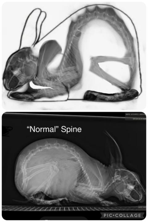 New SOP diagram for Commercial Structure 