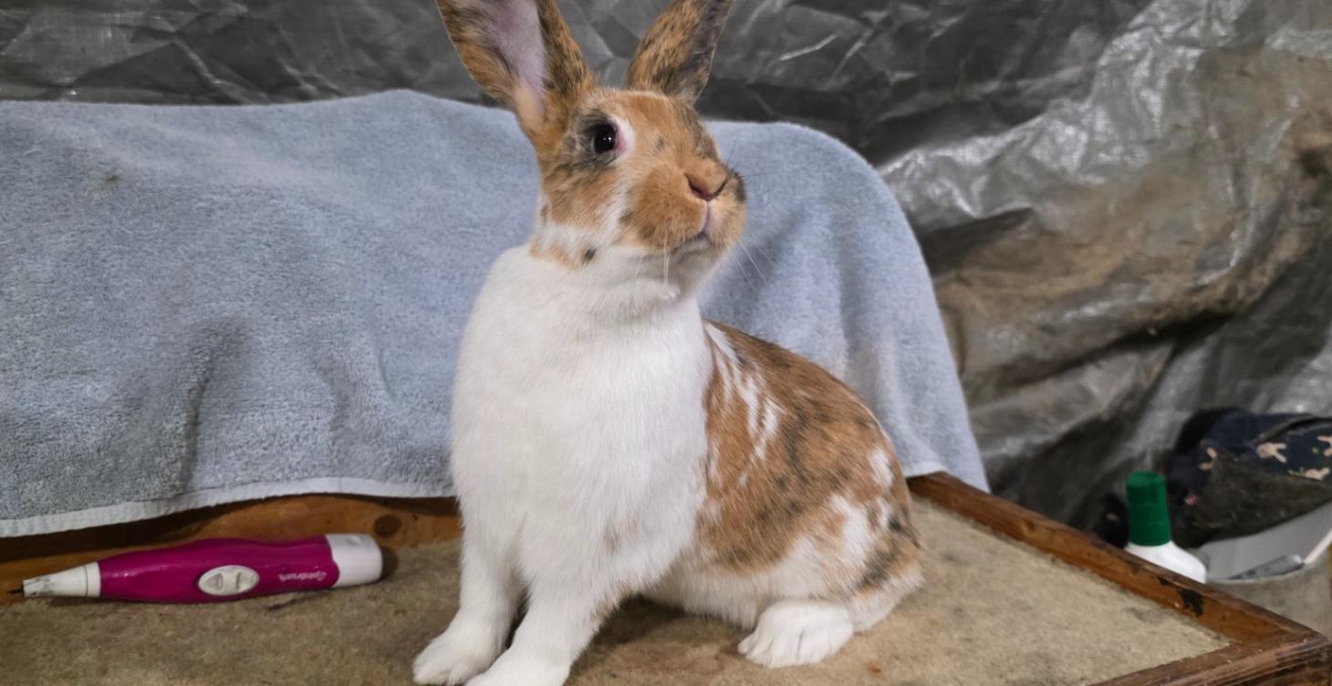 Senita Breed Development