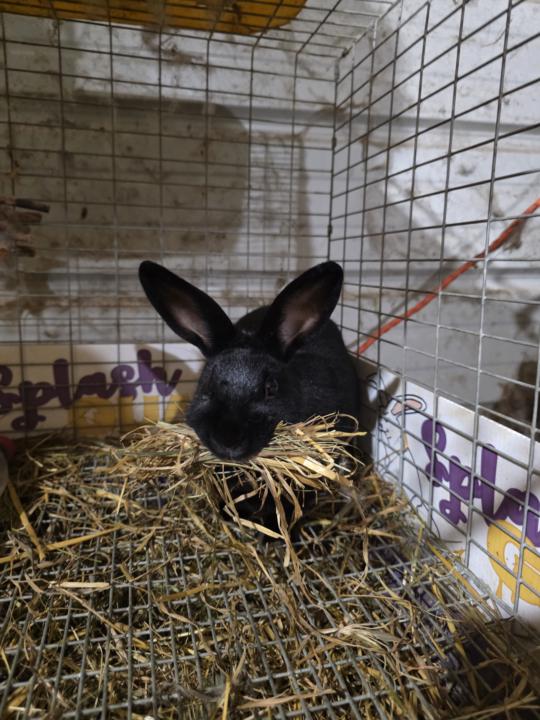 🎉 NEW MEMBER ROLL CALL – Welcome to MMC BunClub 🎉