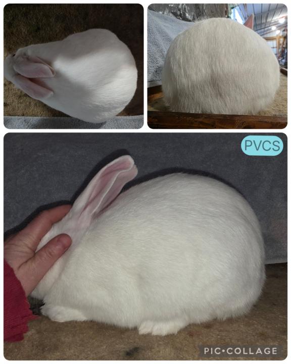 Sorry I have been sparse recently 