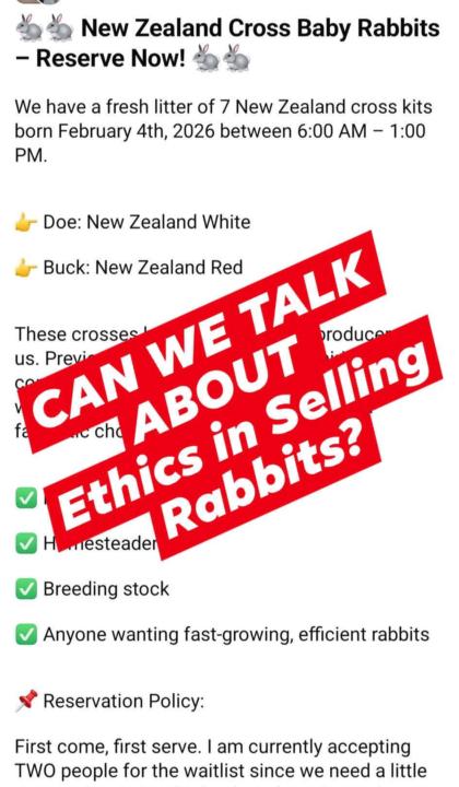 Ethics in Selling Rabbits & How to Choose a Responsible Breeder