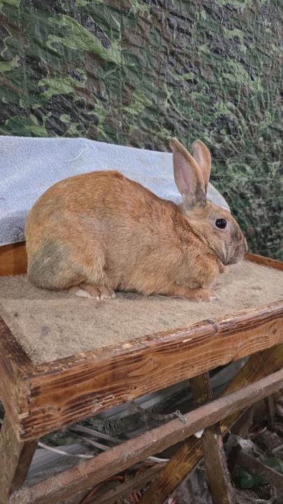 Sunday Rabbitry Check-In