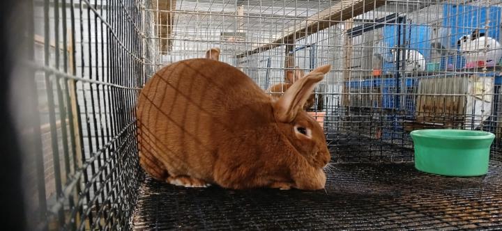 Share your brags !! Let us see your litters and mamas!