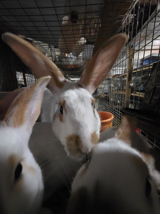 Summer heat and rabbits 