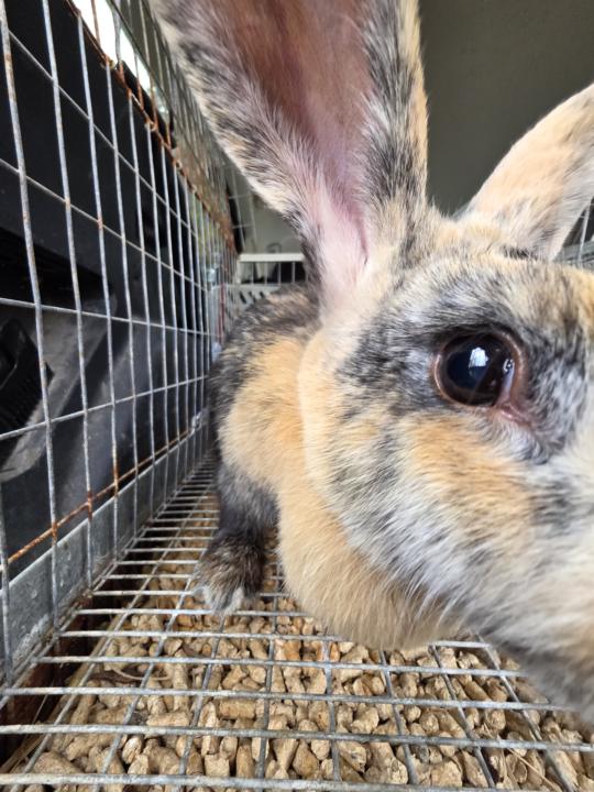 🎄🐇 Christmas Kits & Winter Kindlings! 🐇🎄! 