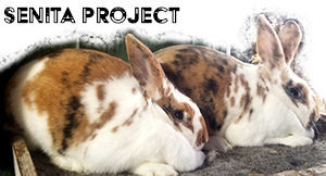 Introduction to the Senita Project