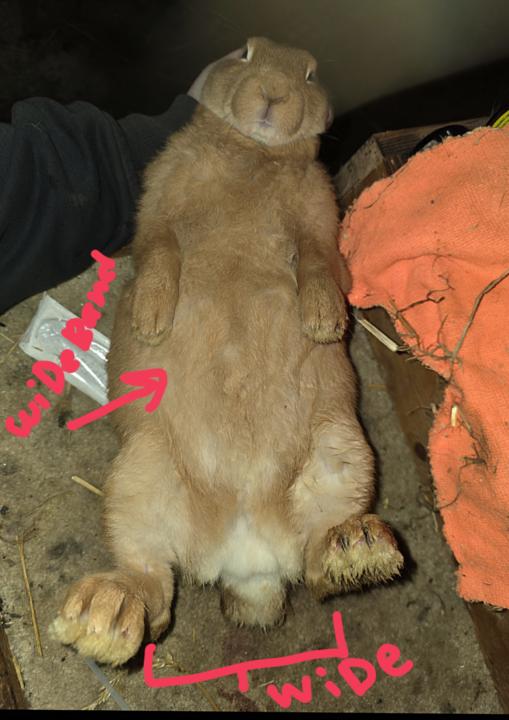 Wideband expression with high rufus and an excellent, wide foot base