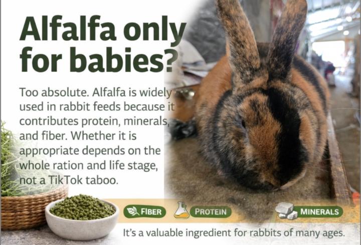 Rabbit Care Myths #7 “Alfalfa only for babies.”