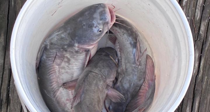 BansSkoolOfFishing