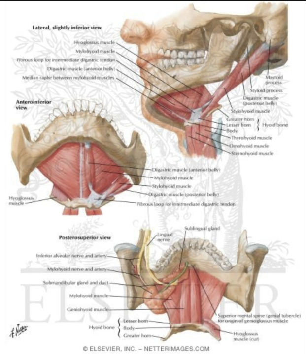  Understanding What’s Under the Tongue (This helps you visualise the technique I just shared)