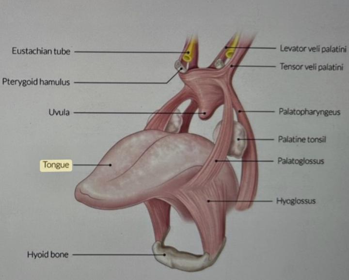 What’s in the tongue? Let’s look at the anatomy!