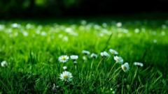 Alyaa Edrina Nuredman