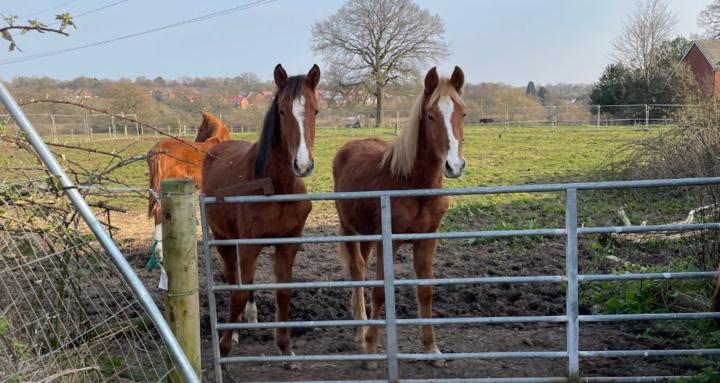 Horses from the start
