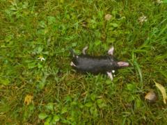 Michael von Lebinski