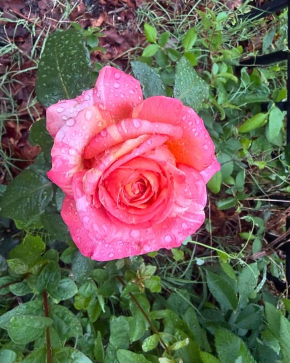 After the Storm, Everything Was Still Blooming