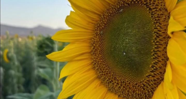 Bloom Beyond Grief