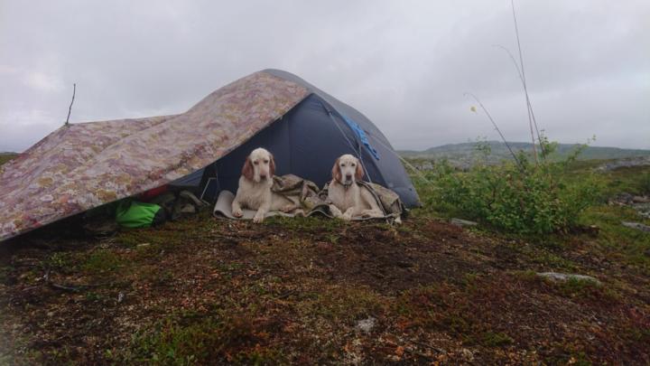 Pia Immerstein Larsen
