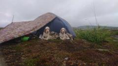 Pia Immerstein Larsen