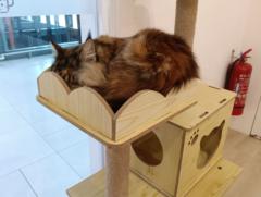 Nur Shyairah Mohamed Salleh