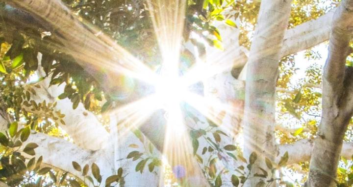 AltruRise Connect Fellowship