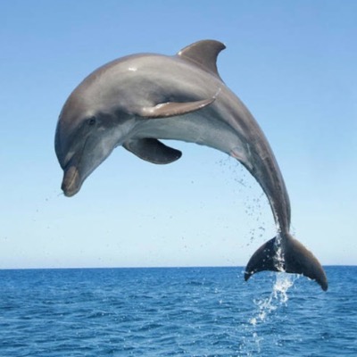 Tara Dolphin