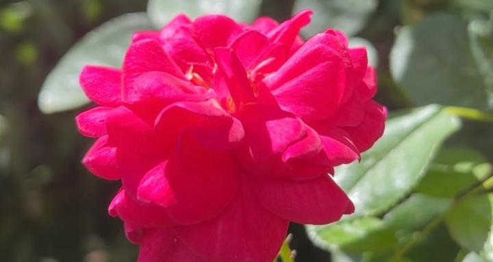 How to Breed Roses