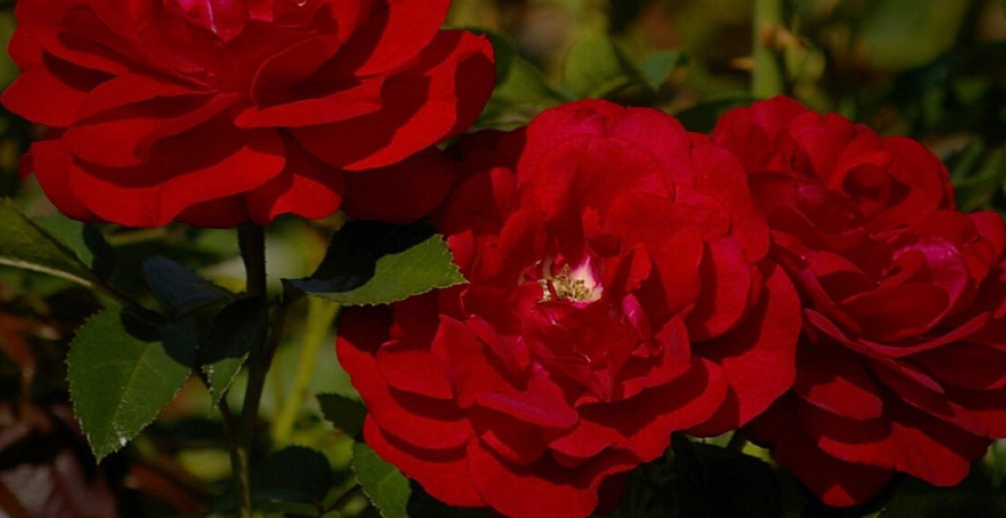 10 Proven Red Rose Parents