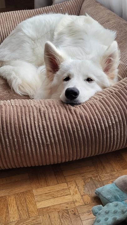 Sarqh Beaussart-Durand