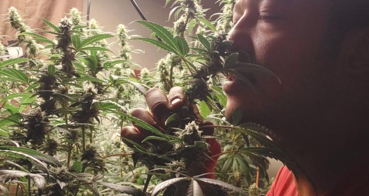 Cannabis grow tips and advise.