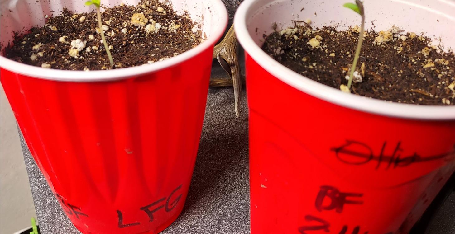 Germination 101