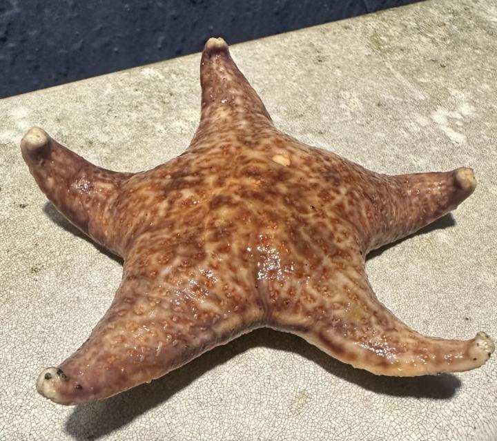 Starfish