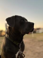 Lautaro Cortez
