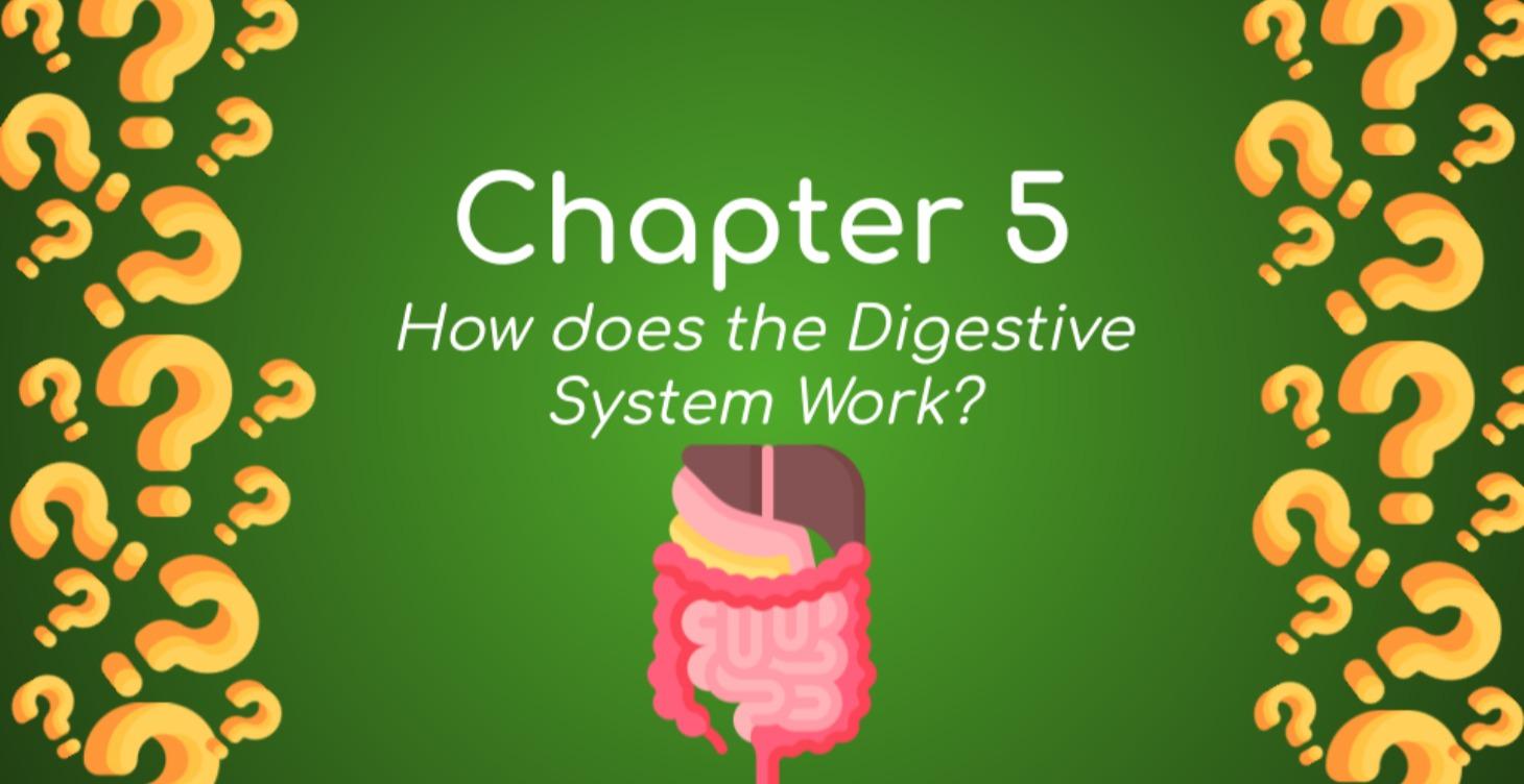 Digestive System Explained