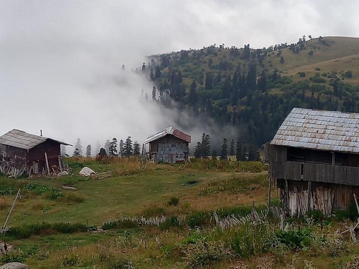 Roshani Tsetskhladze