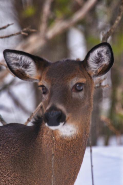 They’re getting bolder and closer.